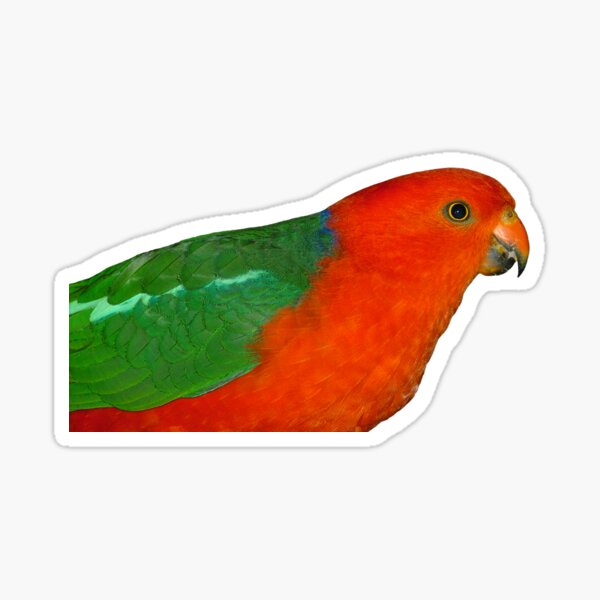 Australian King-Parrot male Sticker