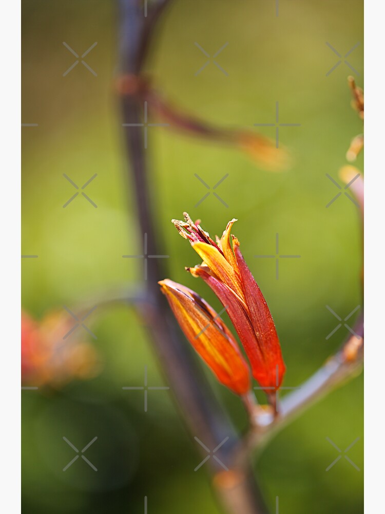 "New Zealand Flax Flower" Sticker for Sale by bubbleblue Redbubble