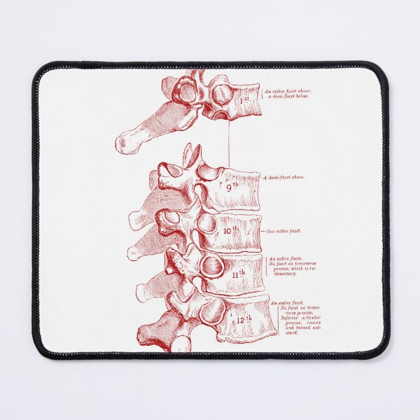 Item preview, Vintage Spine Anatomy Labelled. designed and sold by pnand.
