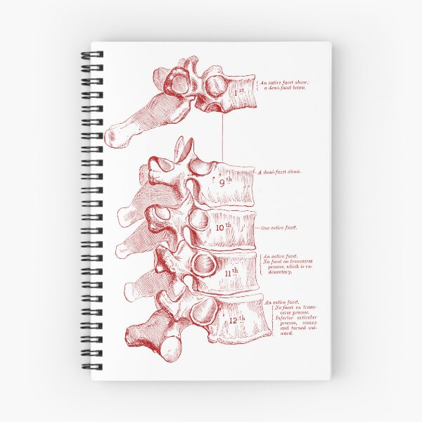 Item preview, Vintage Spine Anatomy Labelled. designed and sold by pnand.