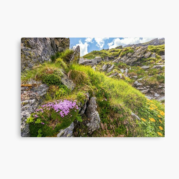 beautiful flowers on Steep slope of rocky hillside Metal Print