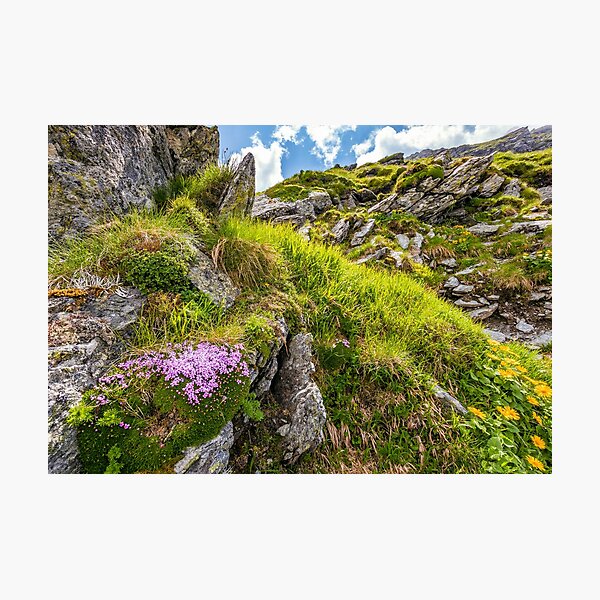 beautiful flowers on Steep slope of rocky hillside Photographic Print