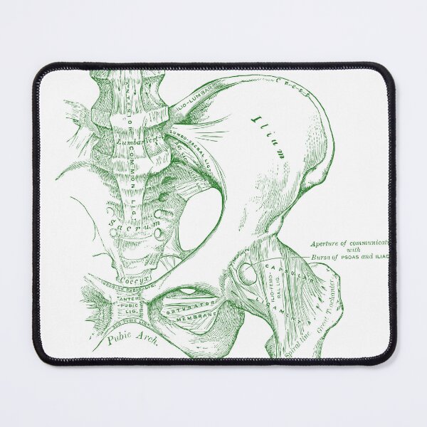 Item preview, Antique Anatomy Human Pelvis  designed and sold by pnand.