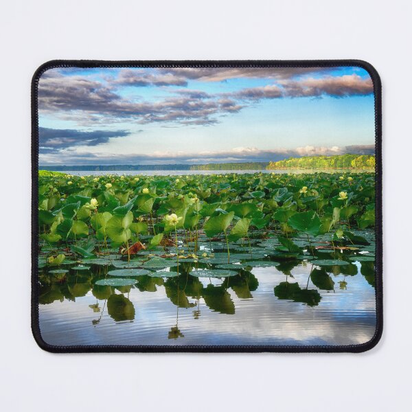 Item preview, American Lotus in Pymatuning Reservoir designed and sold by Kathy Weaver.