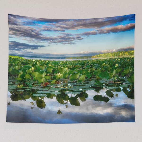 Item preview, American Lotus in Pymatuning Reservoir designed and sold by Kathy Weaver.