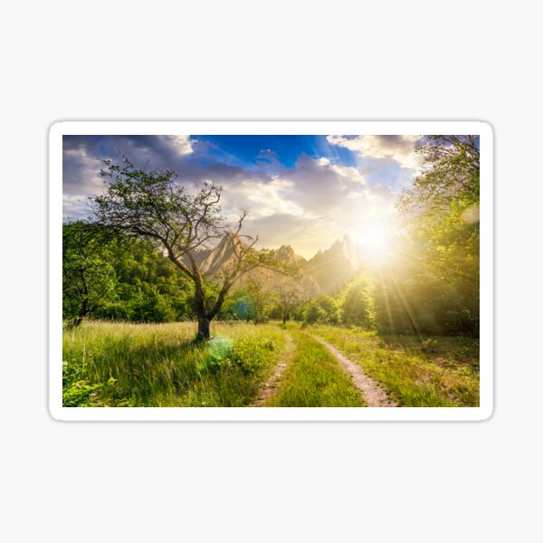 road through the abandoned orchard in mountains at sunset Sticker