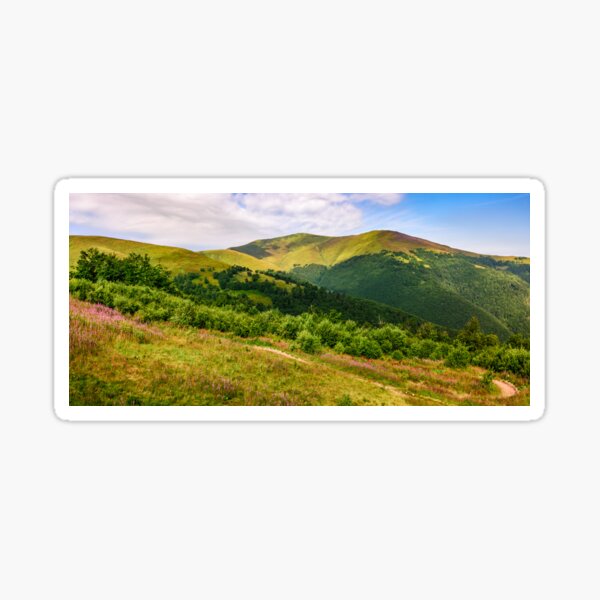 meadow with purple flowers in Carpathian mountains in summer Sticker