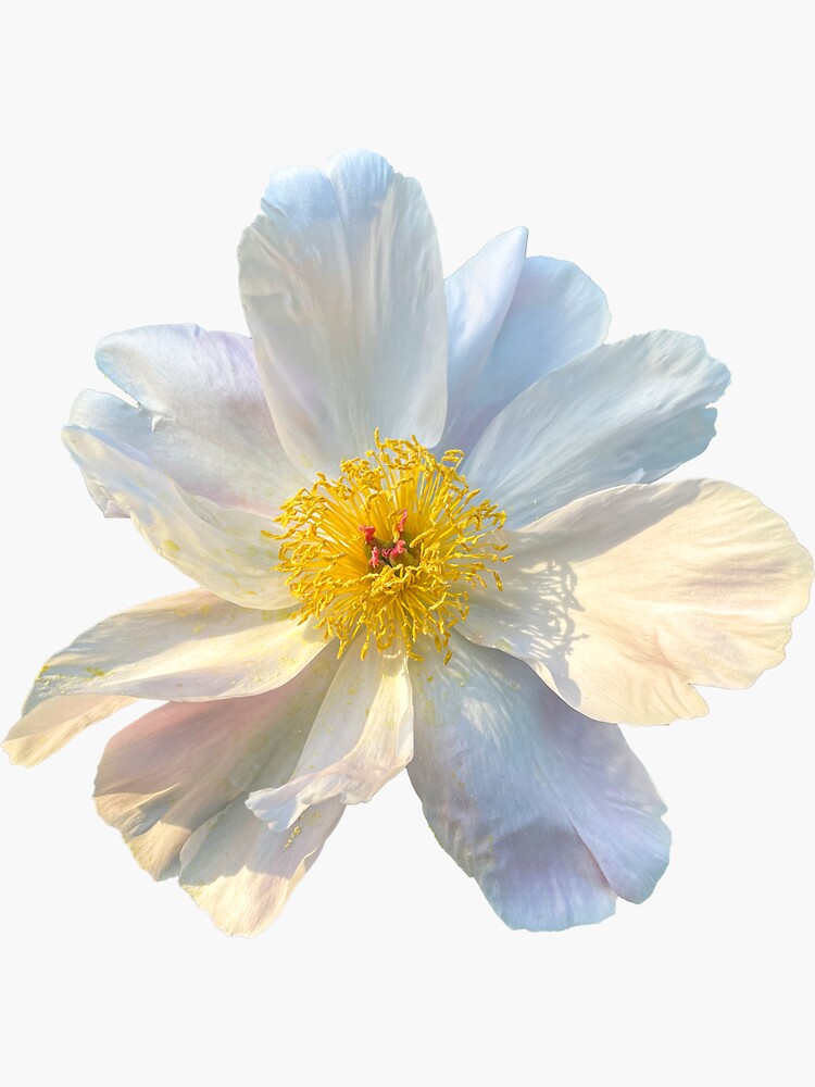 "Large White Jasmine Flower gift symbol of purity" Sticker for Sale