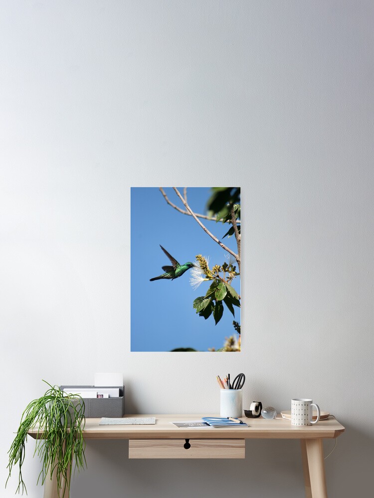 Thumbnail 2 of 3, Poster, Hummingbird Pollinating Guaba Tree designed and sold by rhamm.