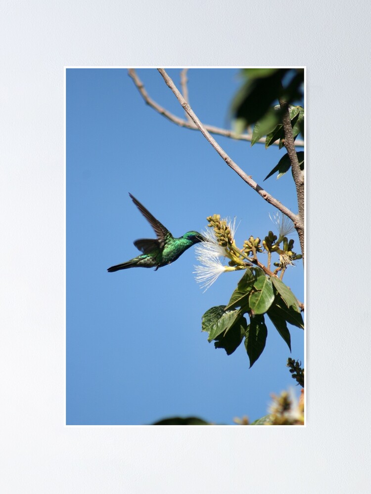 Thumbnail 1 of 3, Poster, Hummingbird Pollinating Guaba Tree designed and sold by rhamm.