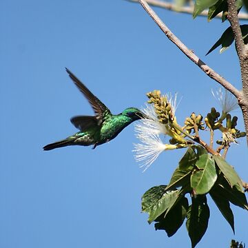 Artwork thumbnail, Hummingbird Pollinating Guaba Tree by rhamm