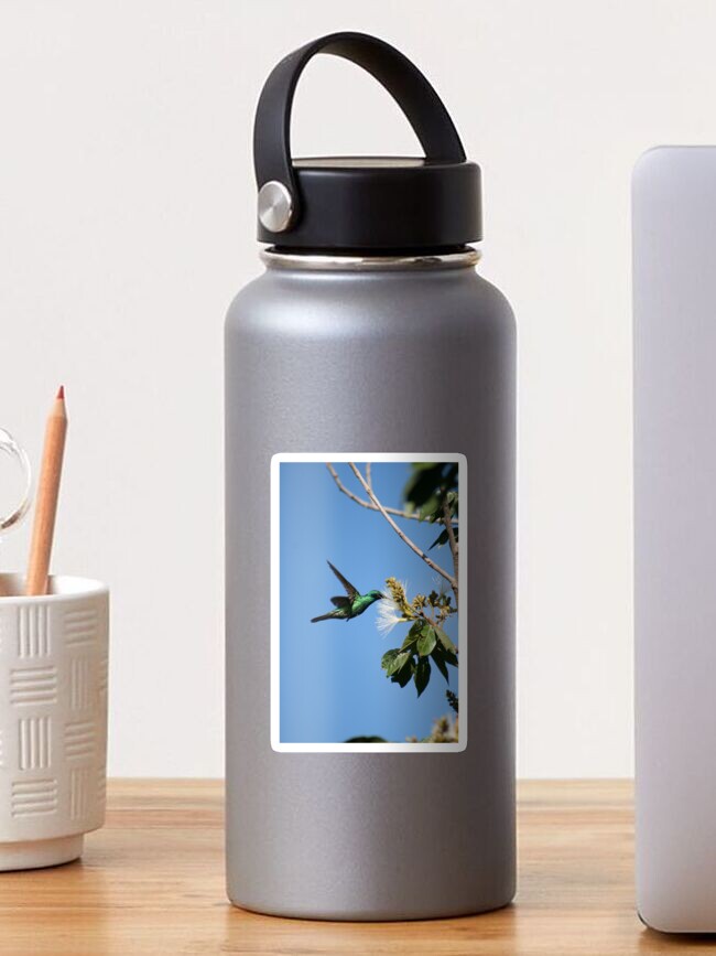 Thumbnail 1 of 3, Sticker, Hummingbird Pollinating Guaba Tree designed and sold by rhamm.
