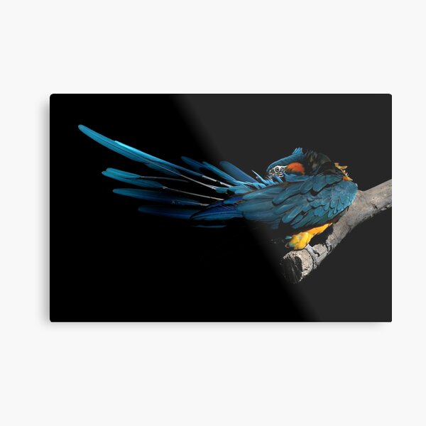 The Fine Art of Preening - Blue Macaw Metal Print
