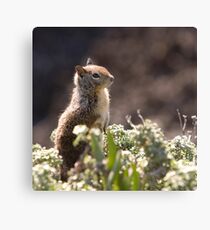Ground Squirrel with Wild Flowers Canvas Print