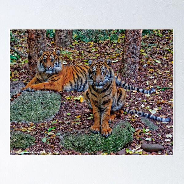 Item preview, Tiger Siblings designed and sold by FuriousEnnui.