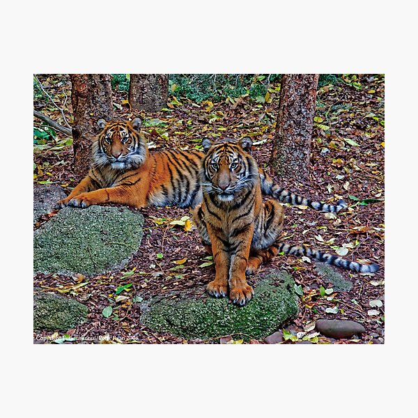Item preview, Tiger Siblings designed and sold by FuriousEnnui.