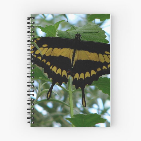 Item preview, Giant Swallowtail - Papilio cresphontes designed and sold by Sharon Perrett.