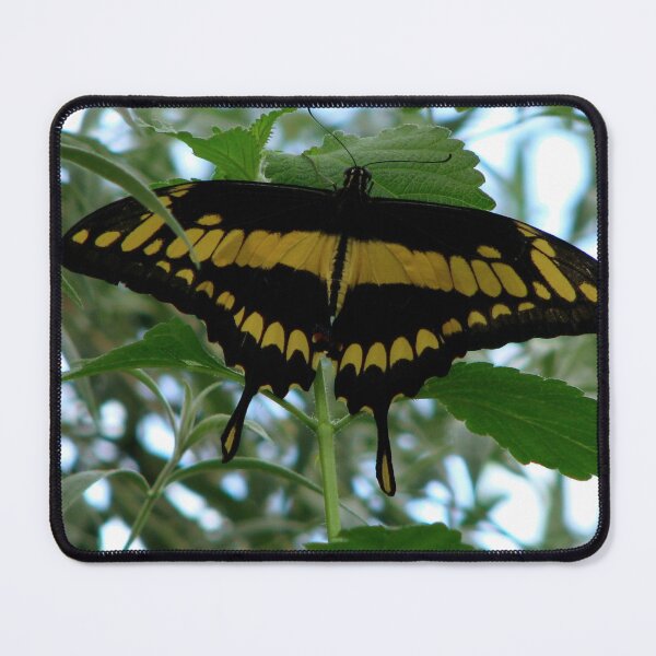 Item preview, Giant Swallowtail - Papilio cresphontes designed and sold by Sharon Perrett.