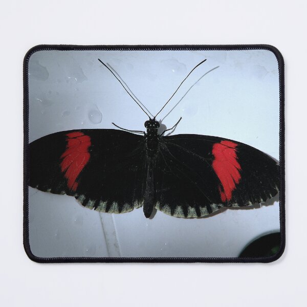 Item preview, Crimson Patched Longwing - Heliconius erato designed and sold by Sharon Perrett.