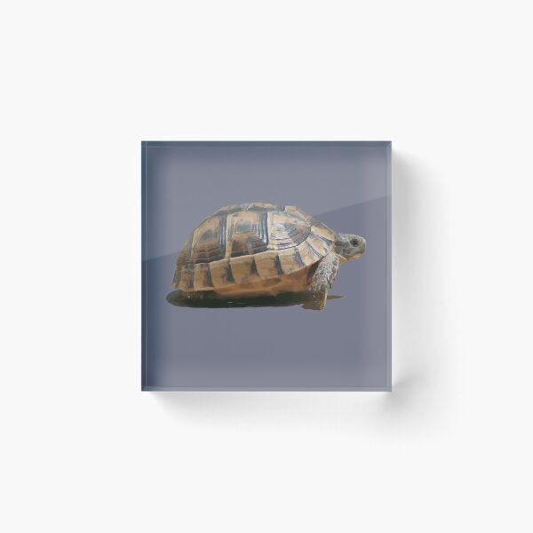Item preview, Sideview of A Walking Turkish Tortoise Isolated designed and sold by taiche.