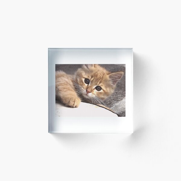 Item preview, Cute cat designed and sold by AmberAccs.