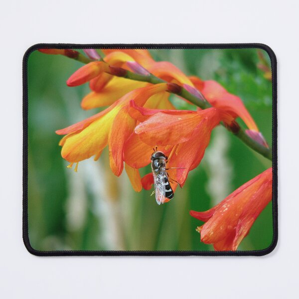 Item preview, Crocosmia - Montbretia 2 designed and sold by Sharon Perrett.