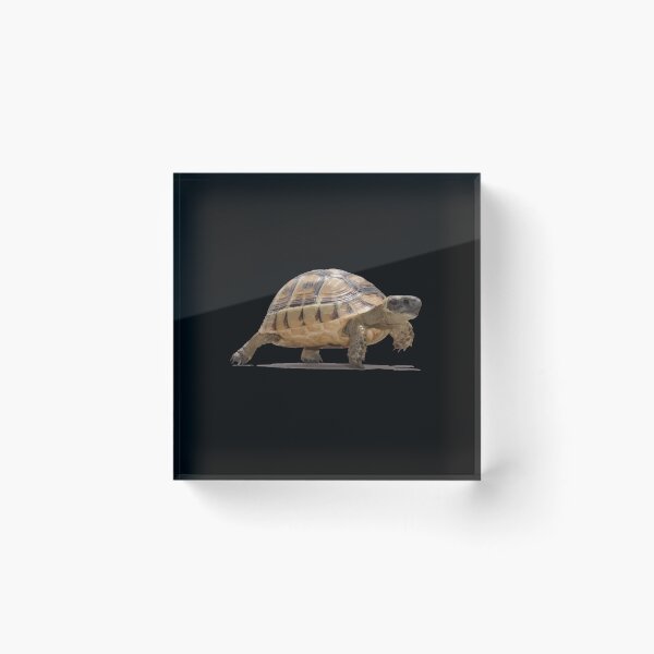 Item preview, Marching Baby Tortoise Cartoon Vector Isolated designed and sold by taiche.
