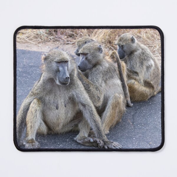 Item preview, Grooming Baboons - Kruger Nationalpark, South Africa designed and sold by holgermader.