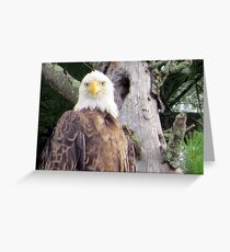 Eye Contact with a Bald Eagle Greeting Card