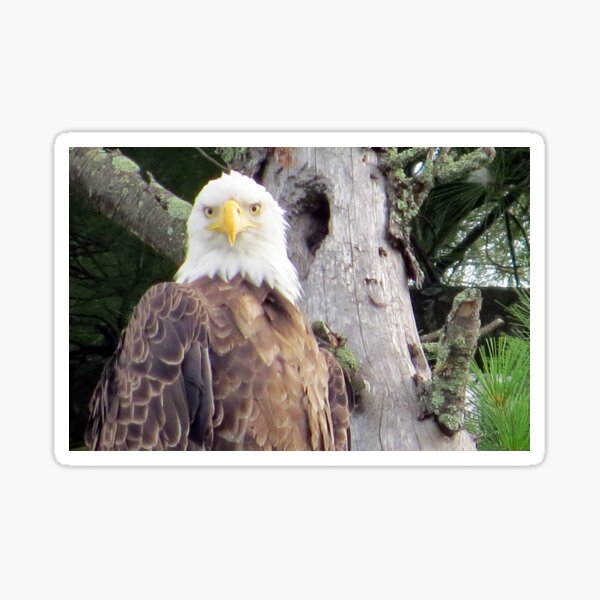 Item preview, Eye Contact with a Bald Eagle designed and sold by Debbie Center.
