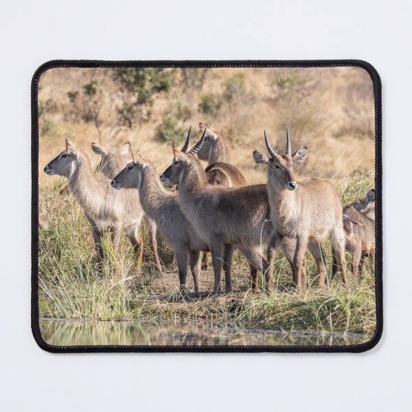 Item preview, A Group of Waterbucks at Biyamiti Weir - Kruger NP, South Africa designed and sold by holgermader.