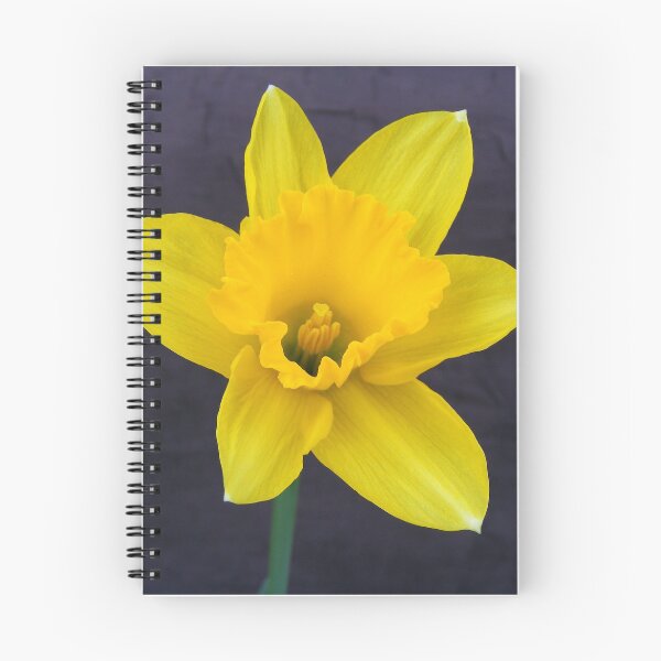 Item preview, Bright Yellow Daffodil designed and sold by Forfarlass.