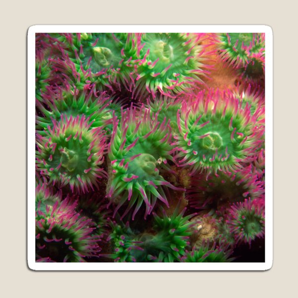 Item preview, Green and Magenta Colorful Sea Anemone designed and sold by silviaol.