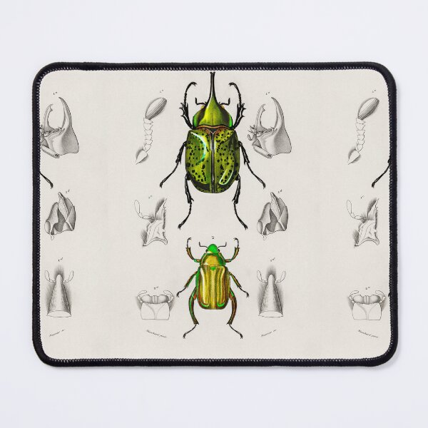 Item preview, Vintage Beetles Insect Diagram Illustration designed and sold by Old Soul Vintage .