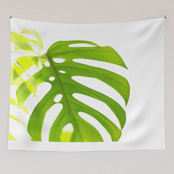 Item preview, Split Leaf Philodendron House Plant designed and sold by Roxane Bay.