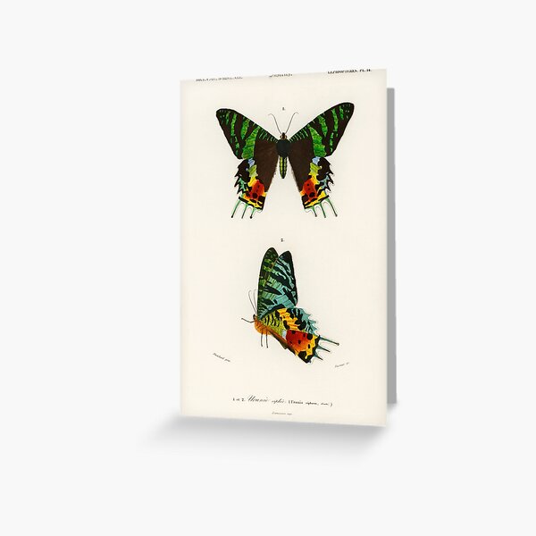 Item preview, Vintage Madagascan Sunset Moth Diagram Illustration  designed and sold by TheHippieHobbit.