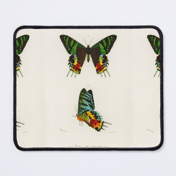 Item preview, Vintage Madagascan Sunset Moth Diagram Illustration  designed and sold by Old Soul Vintage .