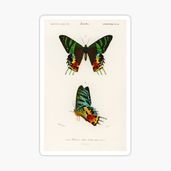 Item preview, Vintage Madagascan Sunset Moth Diagram Illustration  designed and sold by TheHippieHobbit.