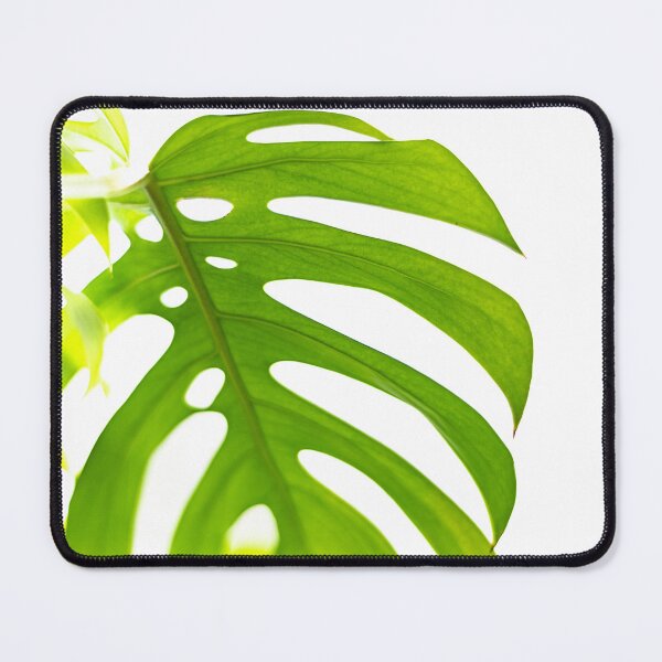 Item preview, Split Leaf Philodendron House Plant designed and sold by Roxane Bay.