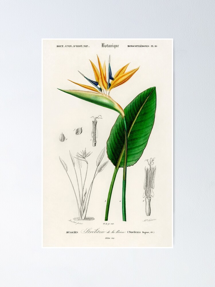 "Bird of Paradise Flowers Diagram Illustration " Poster for Sale by TheHippieHobbit Redbubble