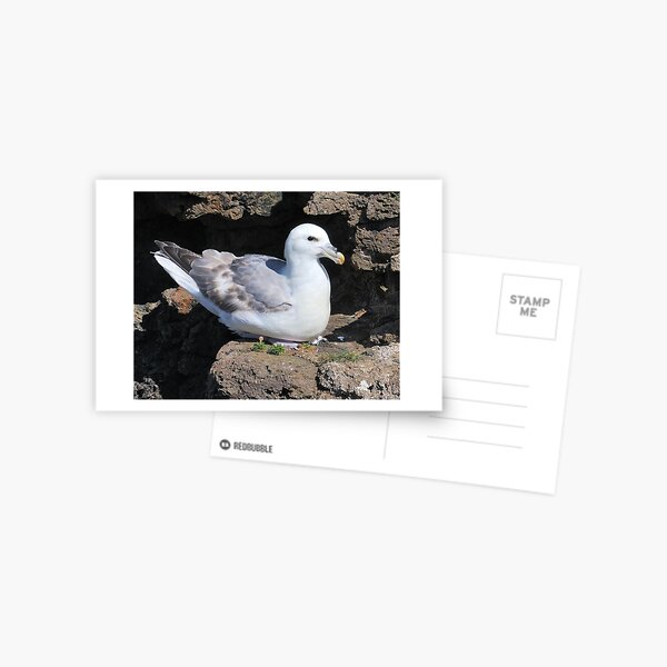 Item preview, Fulmar Petrel, Shetland designed and sold by Richard Ion.