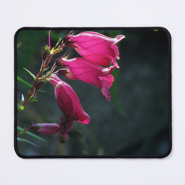 Item preview, A Penstemon designed and sold by Sharon Perrett.