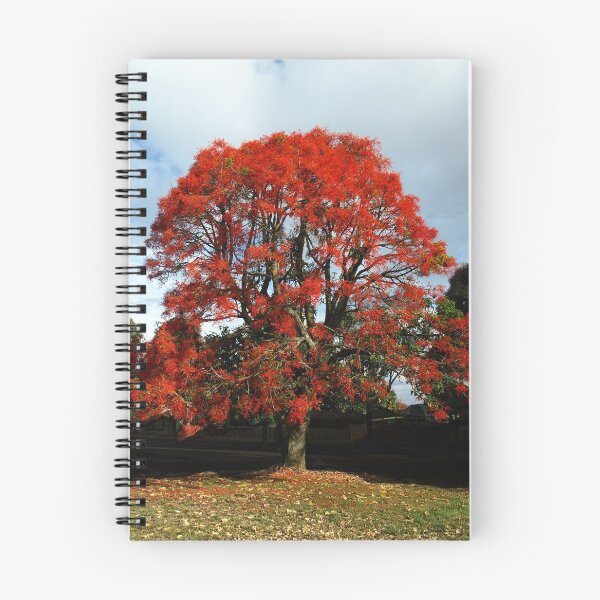 Item preview, Illawarra Flame Tree - Drouin Victoria designed and sold by Bev Pascoe.
