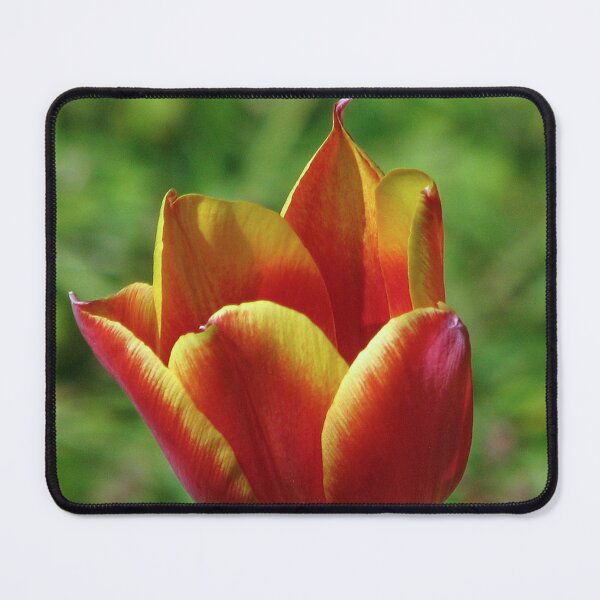 Item preview, A Tulip designed and sold by Sharon Perrett.