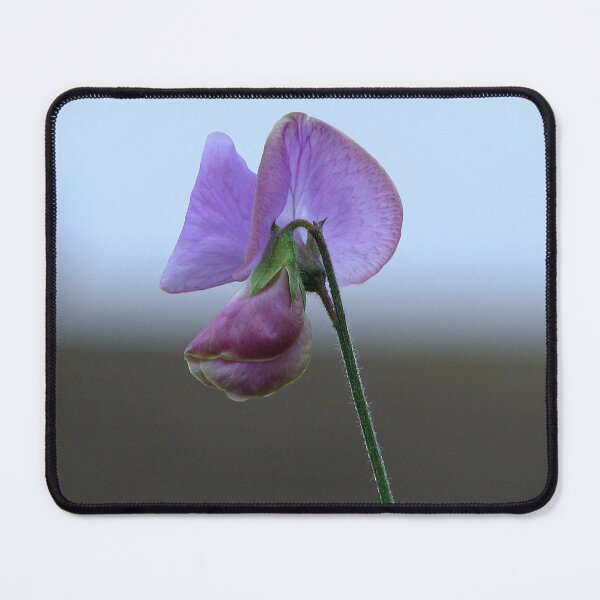Item preview, Sweetpea designed and sold by Sharon Perrett.