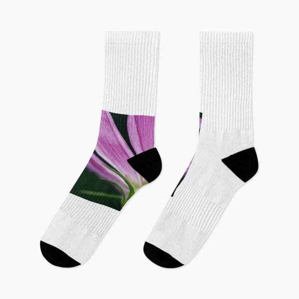 Item preview, Purple cosmos flower on black background designed and sold by olena2552.