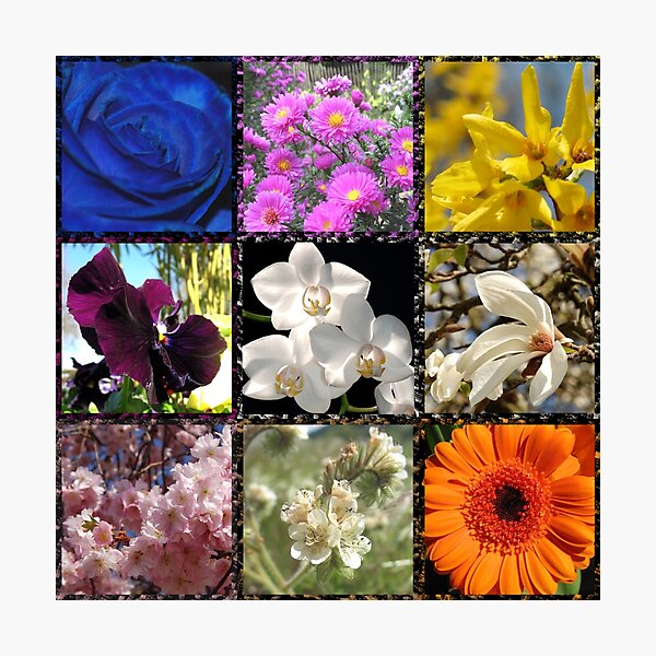 Photographic Print