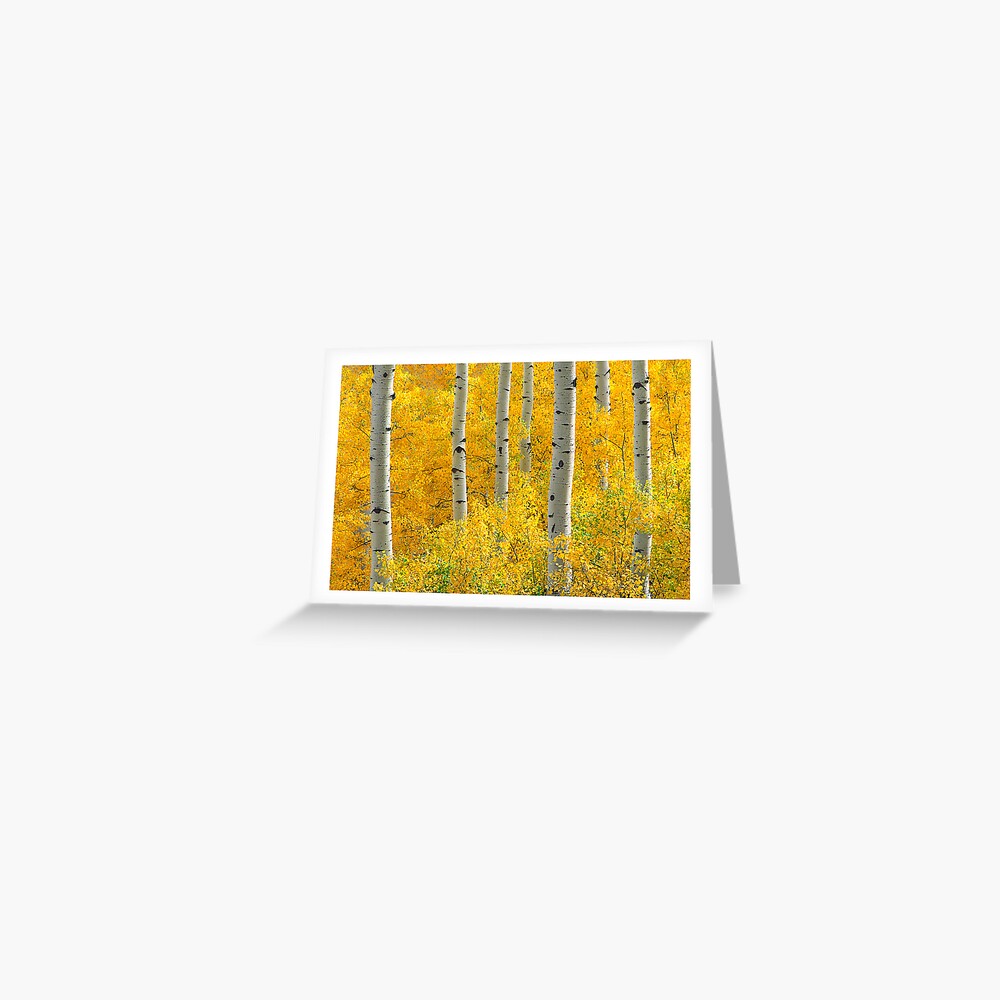 Aspen Grove (c) Greeting Card