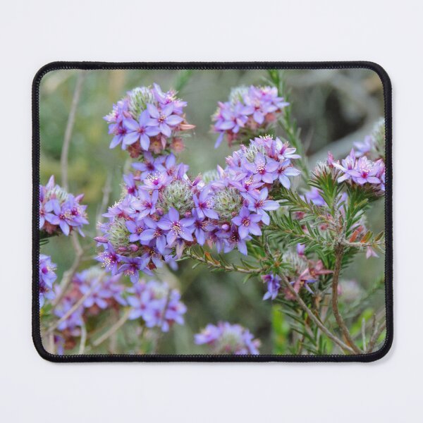 Item preview, Pretty Purple Calytrix leschenaultii Flowers - Western Australia designed and sold by Marilyn Harris.