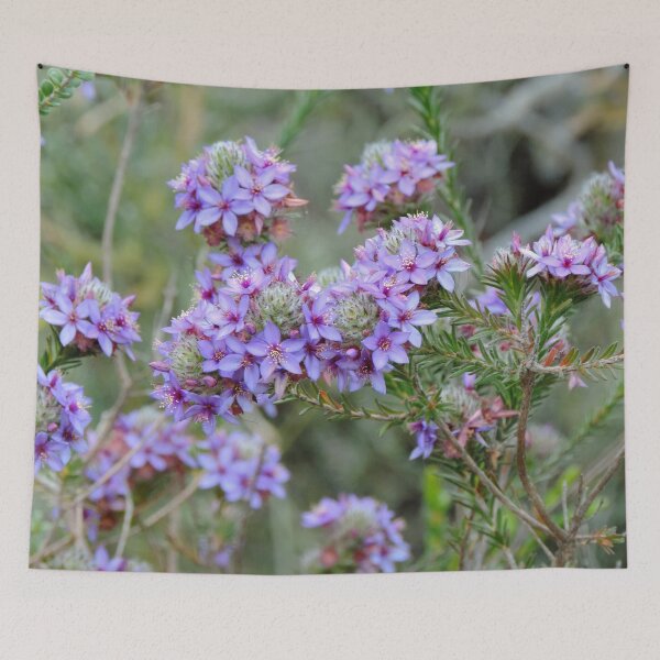 Item preview, Pretty Purple Calytrix leschenaultii Flowers - Western Australia designed and sold by Marilyn Harris.